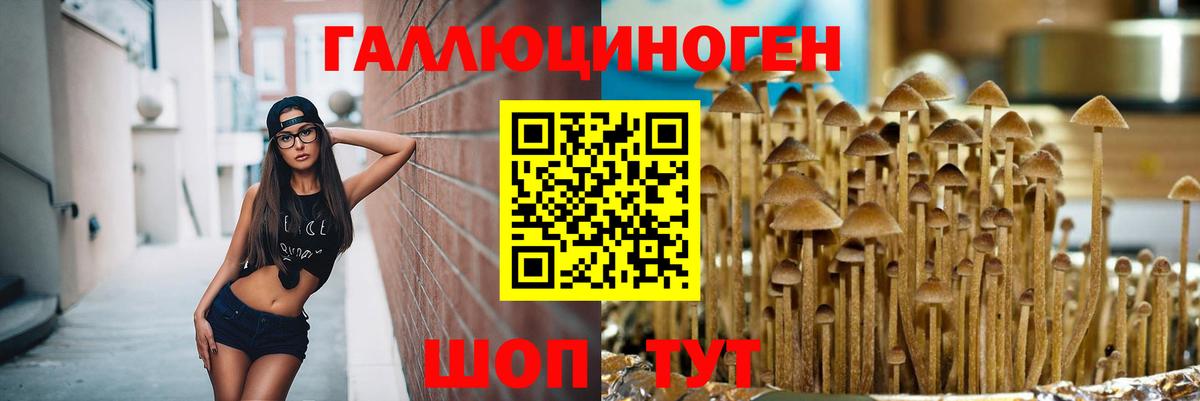 Галлюциногенные грибы Psilocybine cubensis Сорочинск